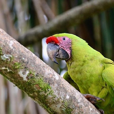 Hotel Caribbean Coconut Cahuita Zewnętrze zdjęcie