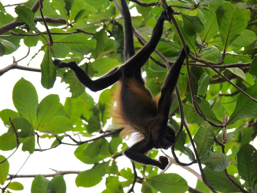 Hotel Caribbean Coconut Cahuita Zewnętrze zdjęcie