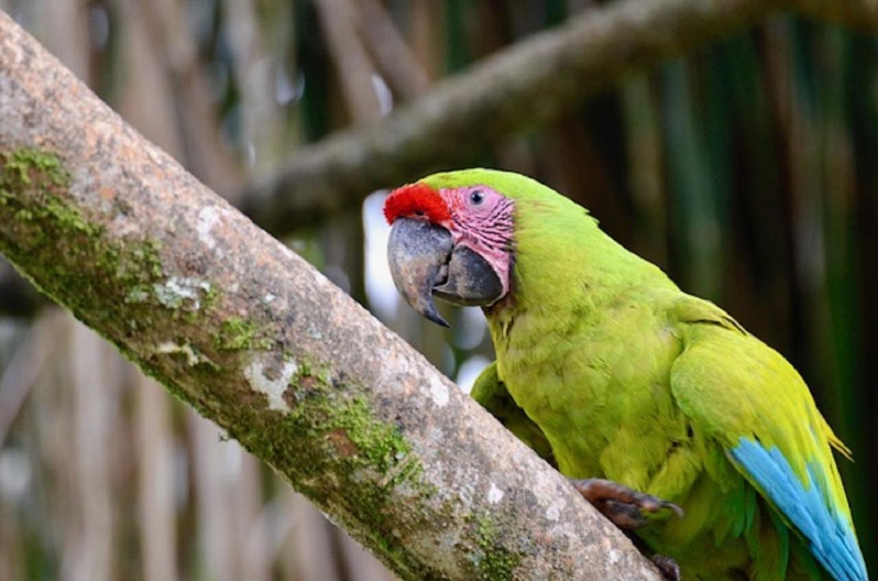 Hotel Caribbean Coconut Cahuita Zewnętrze zdjęcie